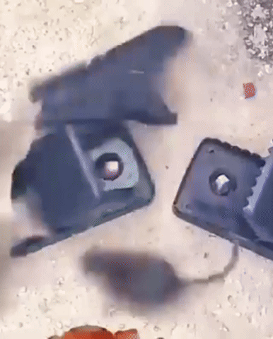 Gel Anti-Cafards Ultra Efficace – Élimination Rapide en 3 à 7 Jours (12 Pastilles)