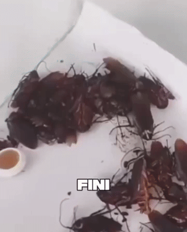 Gel Anti-Cafards Ultra Efficace – Élimination Rapide en 3 à 7 Jours (12 Pastilles)